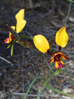 Arrowsmith Pansy Orchid  Diuris tinkeri 
