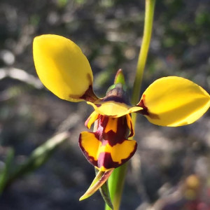 Wildflowers of Three Springs