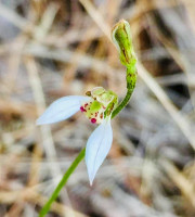 Bunny Orchid   Bridie Reed