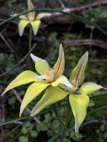 Cowslip Orchid