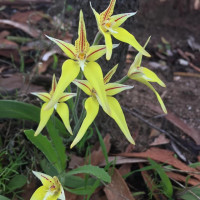 Cowslip Orchids