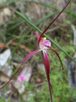 Crimson Spider Orchid