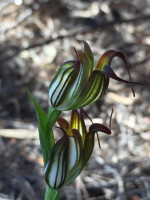 Jug  Pterostylis recurva 