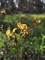 Mini Donkey Orchid