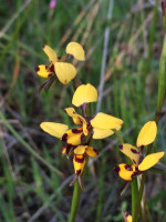 Northern Bee Orchid