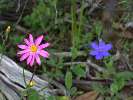 Pink Everlasting