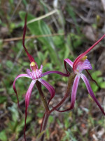 Ruby Spider Orchid
