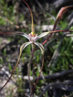 Salt Lake Spider Orchid