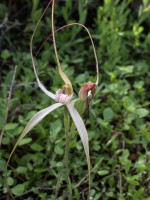 Spider Orchid