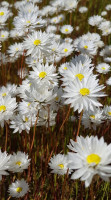 White Everlastings   Jenny Mutter