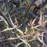 Yellow Spider Orchids