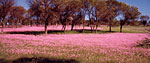 Wildflowers