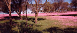 Wildflowers